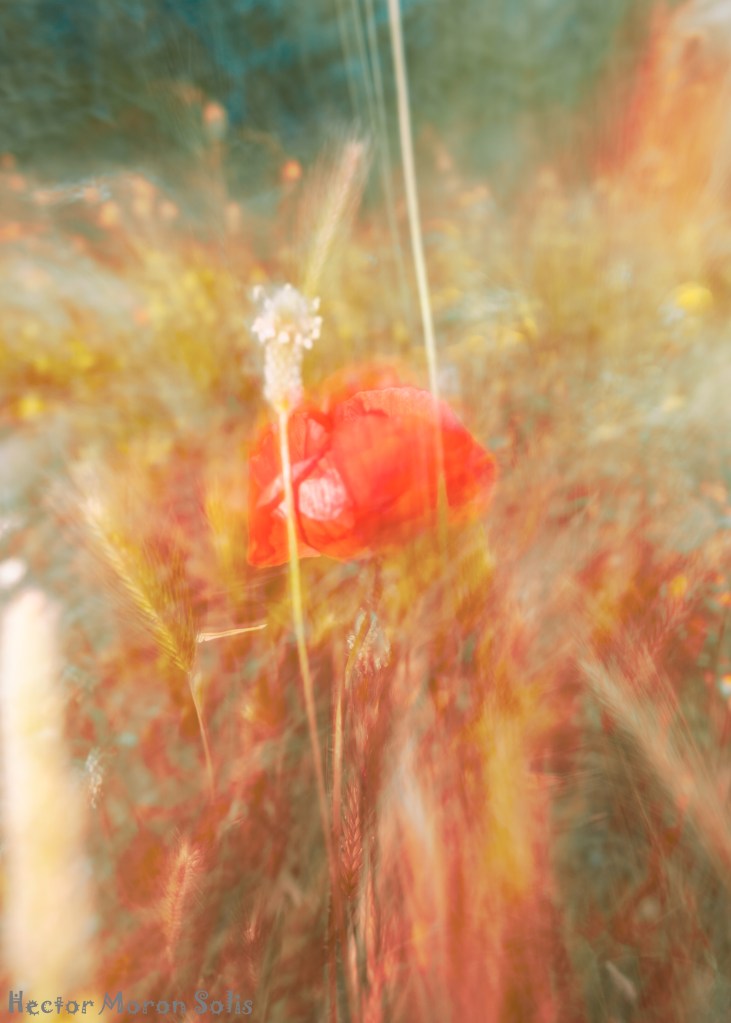 Poppy III, abstract ICM fine art photography of a red poppy glowing in golden field with motion blur and dreamlike colors by Héctor Morón