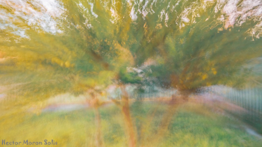Fenced Lemon Tree abstract ICM fine art photograph tree with yellow tones and green foliage by Héctor Morón